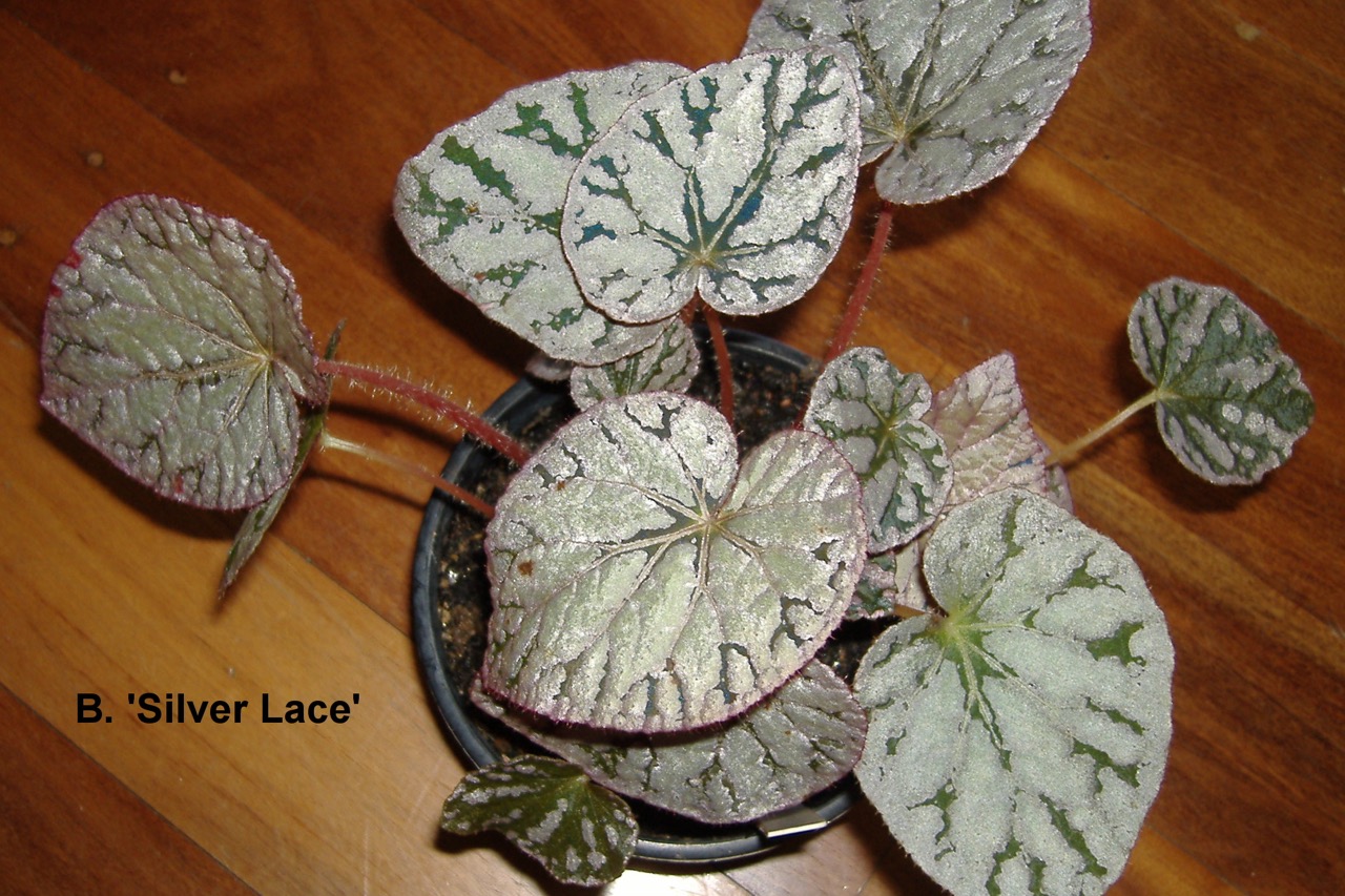 B. ‘Silver Lace’